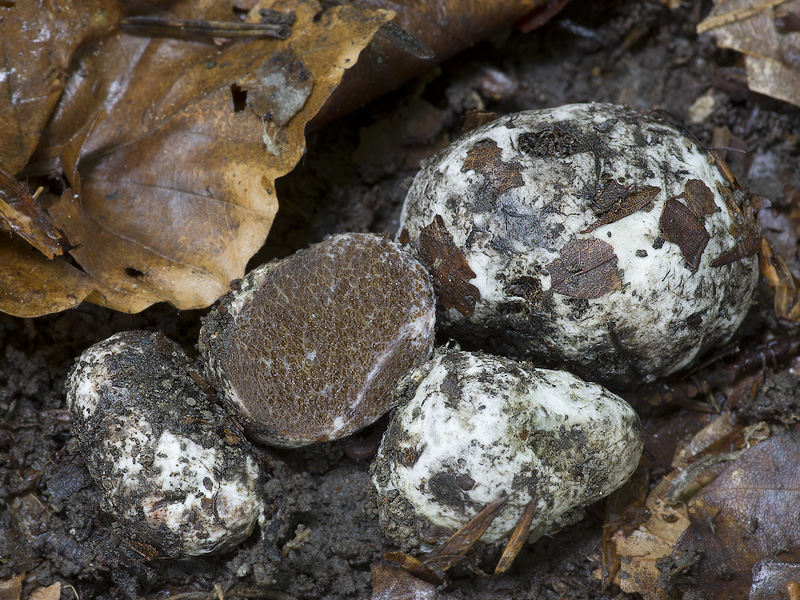 Octaviania asterosperma